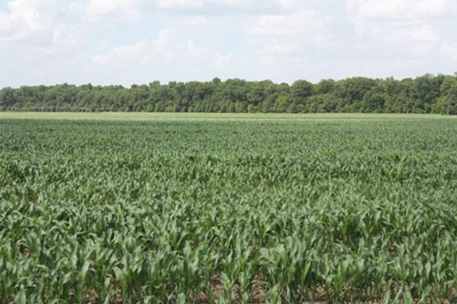 MISSISSIPPI LAND AUCTION, 2357+/- Acres offered in 7 Tracts
